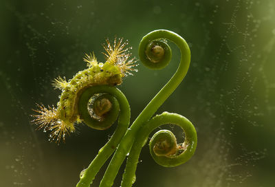 Fire caterpillar on fern