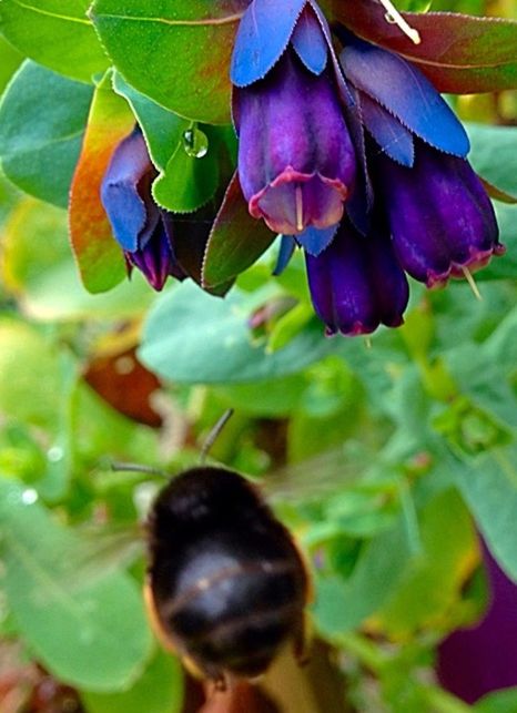 freshness, leaf, flower, growth, close-up, beauty in nature, focus on foreground, fragility, nature, purple, petal, plant, flower head, green color, tree, branch, outdoors, selective focus, day, blooming