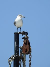 Low angle view of seagull perching on metal against sky