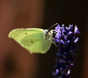 Close-up of butterfly pollinating on purple flower