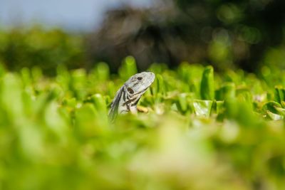 Lizard on grassy field