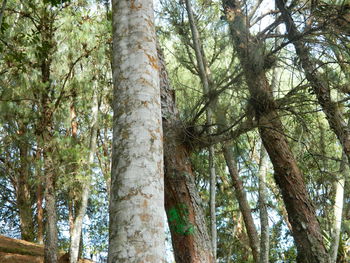 Low angle view of bamboo trees in forest