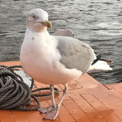 High angle view of seagull perching on sea shore