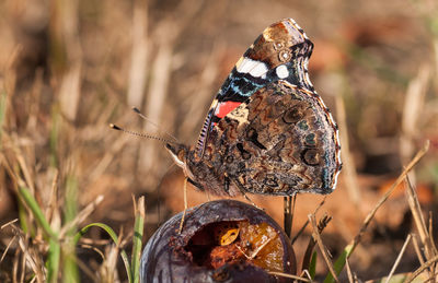 Butterfly feeding on overripe plum