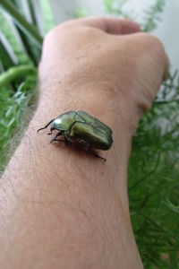 Close-up of insect on hand