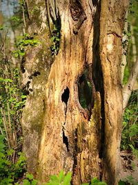 Close-up of tree trunk in forest