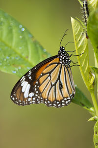 Close-up of butterfly on leaf