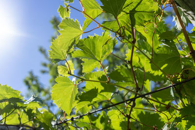 Low angle view of leaves on tree against sky