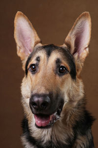 Close-up portrait of a dog