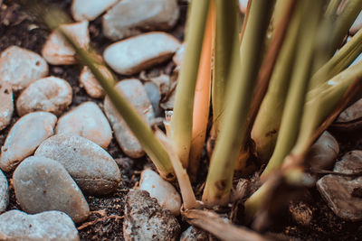 High angle view of plants growing on land