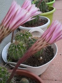 Close-up of potted plant