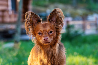 Portrait of dog