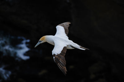 Close-up of a sea bird flying