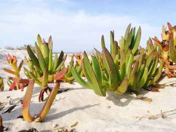 Close-up of cactus growing in desert