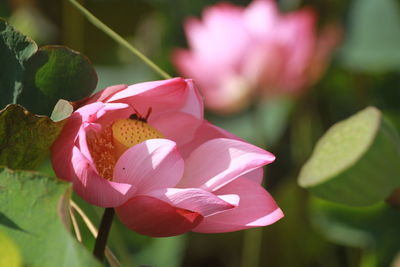Close-up of pink lotus flowering plant