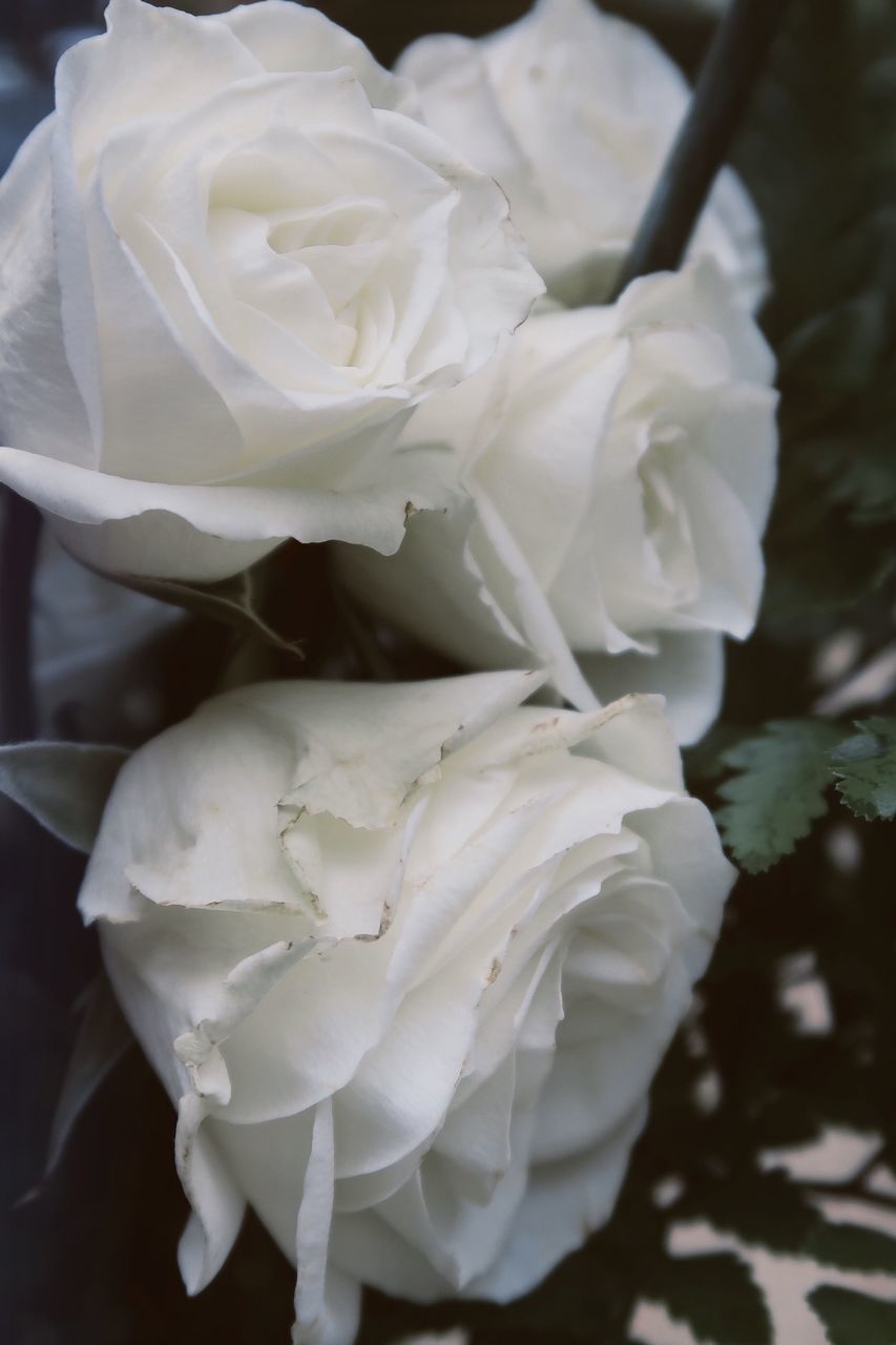 CLOSE-UP OF WHITE ROSE ROSES