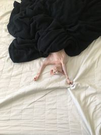 High angle view of hairless cat sleeping on bed at home