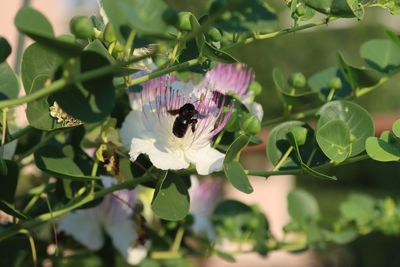 Insect on flower