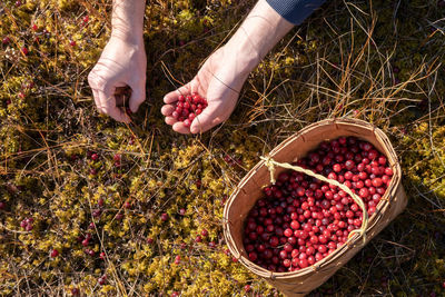 High angle view of fruits in basket on field