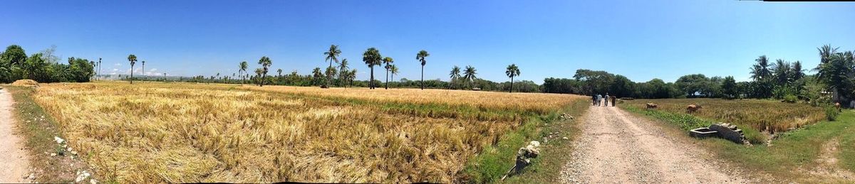 Dirt road passing through field against clear sky