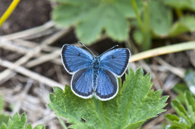 Close-up of butterfly on plant