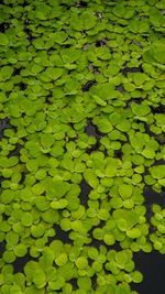 High angle view of leaves floating on lake