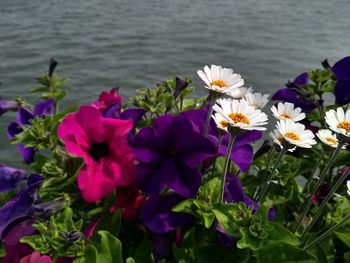 Close-up of purple flowering plants