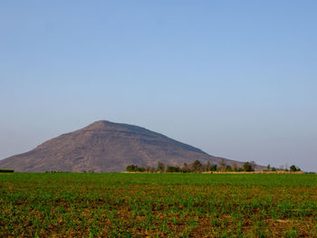 Scenic view of field against clear sky