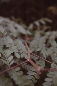 Close-up of fresh plant