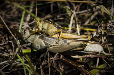 Grasshoppers mating on field