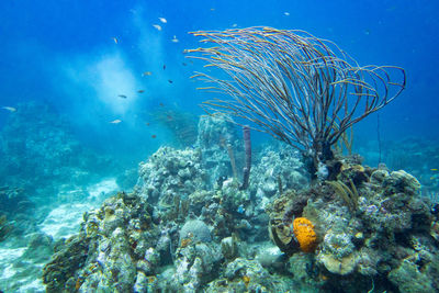 Close-up of coral and fish swimming in sea