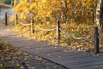 Footpath amidst trees in park during autumn