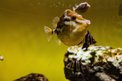 Close-up of fish swimming in sea