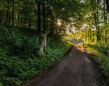 Dirt road amidst trees in forest