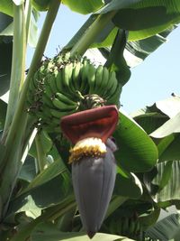 Low angle view of fruits hanging on tree