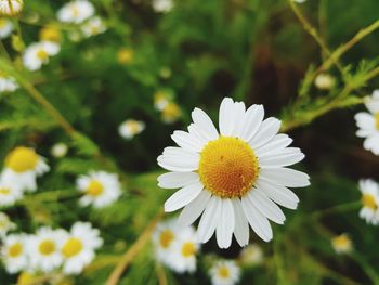 Close-up of white daisy flower