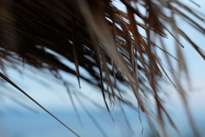 Low angle view of blurred motion of plants