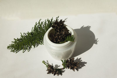 High angle view of potted plant on table