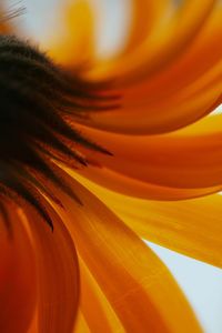 Close-up of orange flower blooming outdoors