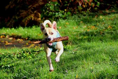 Dog on field