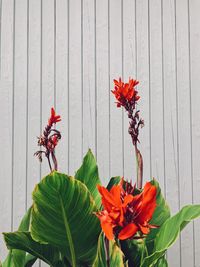 Close-up of red flowering plant