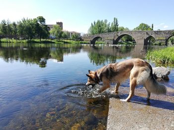 View of dog on lake against bridge