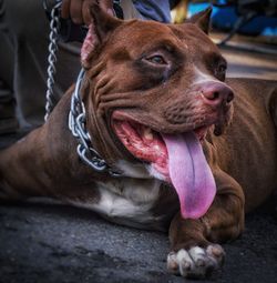 Close-up of a dog looking away