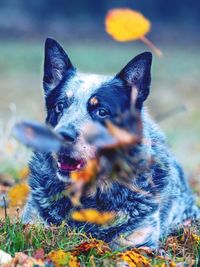 Portrait of dog on field