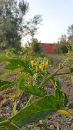 Close-up of yellow flowers blooming in field