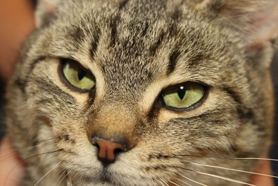 Close-up of cat