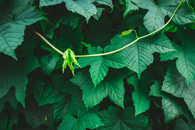 Full frame shot of leaves