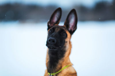 Dog looking away in snow