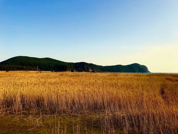 Scenic view of field against clear sky