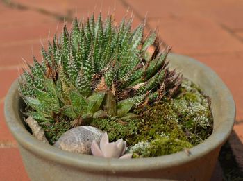 Close-up of succulent plant in pot